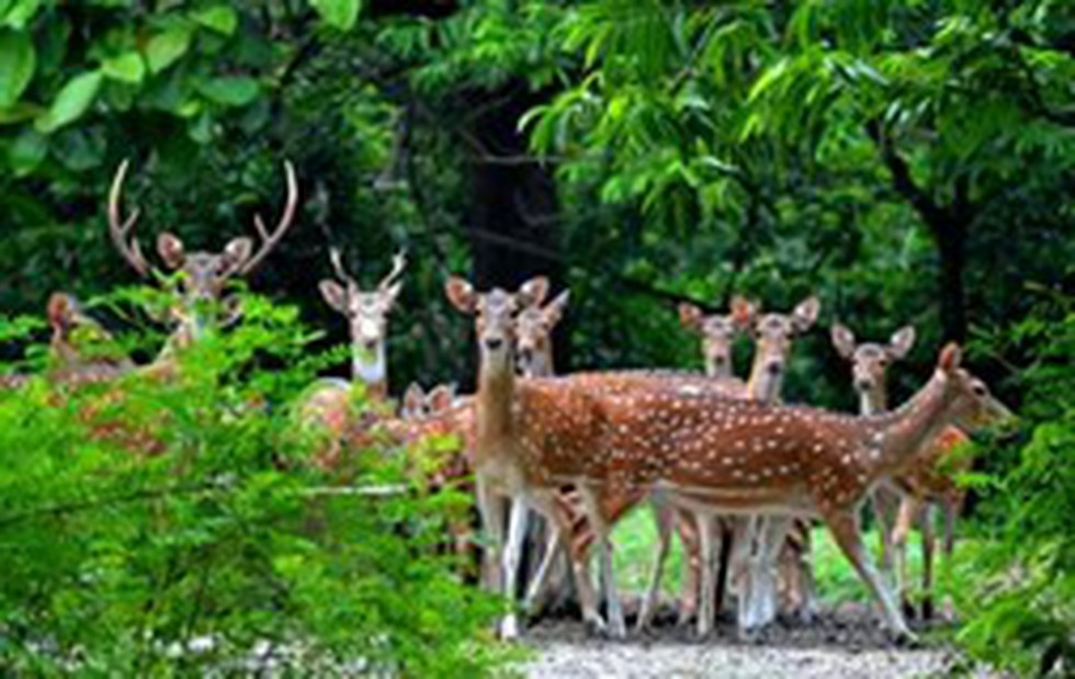 Recently As Many As 90 Spotted Deer Have Been Brought To Sundarban   Bibhutibhusan Wildlife Sanctuary 