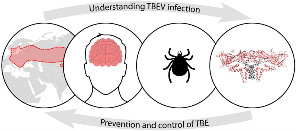 Энцефалит бактерия. Tick-borne encephalitis virus. Энцефалит возбудитель. Клещевой энцефалит возбудитель.