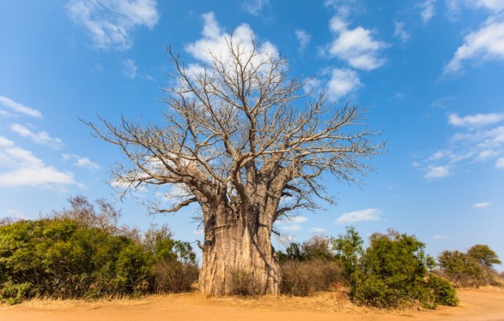 babool tree essay in english
