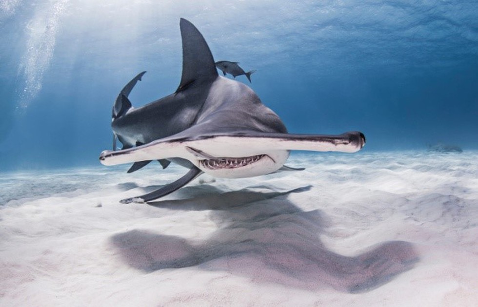 As per a new study, Hammerhead sharks can hold their breath to survive ...