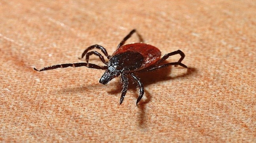 A person in the US recently died from the rare Powassan virus, marking the first fatal case in the US this year.