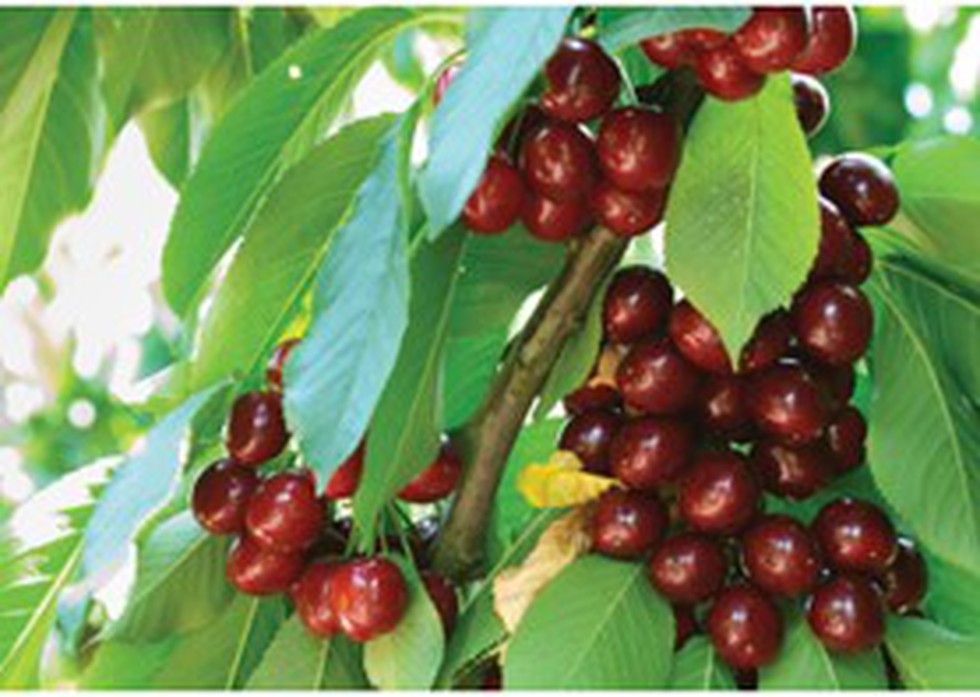 The prolonged cold weather and rains have devastated the cherry crop in