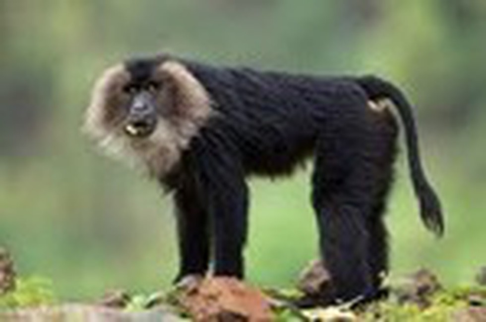 Recently, Lion-tailed macaque has been sporadically spotted by