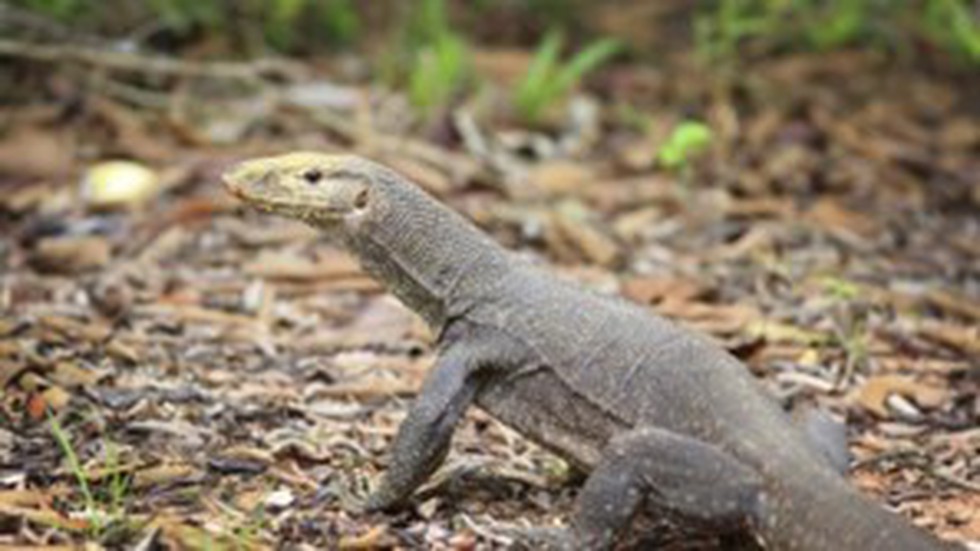 Intelligent reptiles 2024