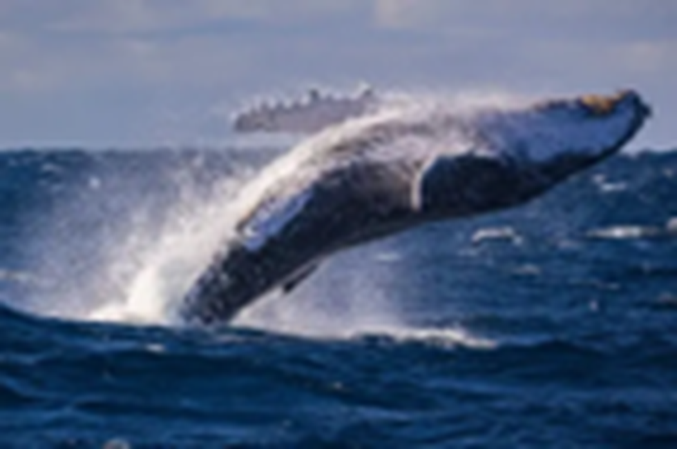 Baleen Whale 