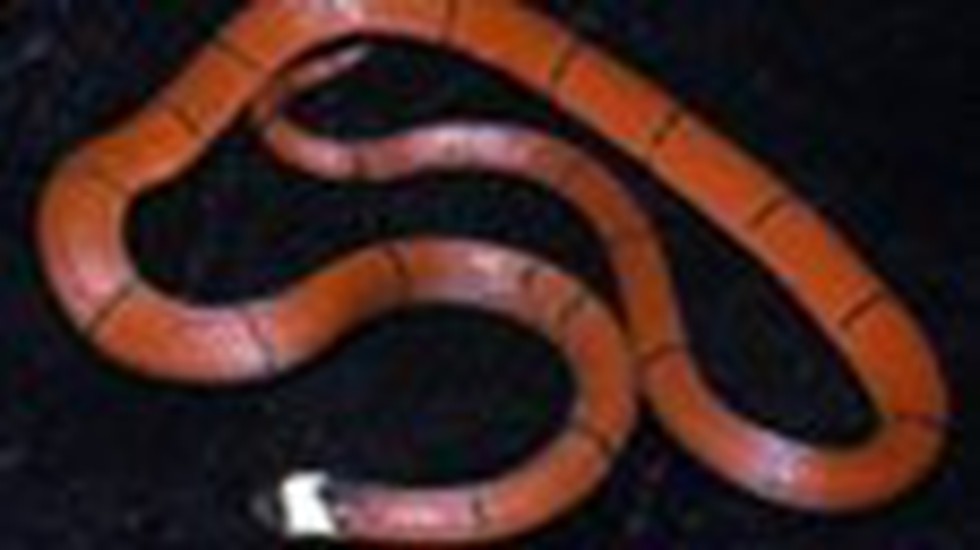 Researchers from Mizoram University’s zoology department have