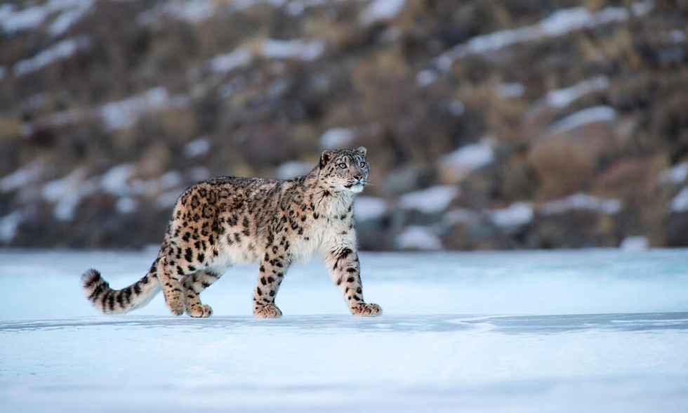 India says its elusive snow leopard population is at 718
