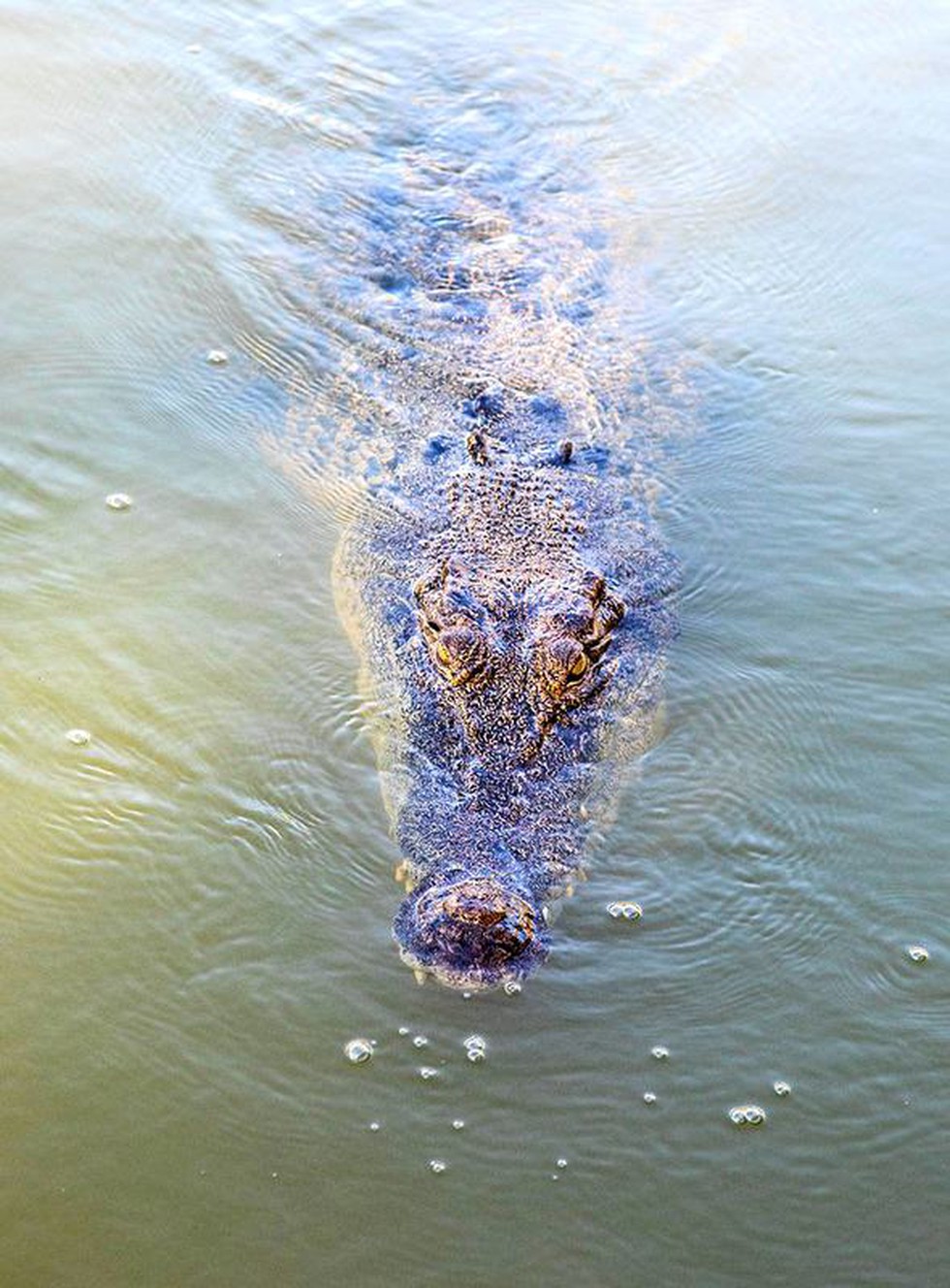 Understanding Brumation Reptiles' Survival Strategy in Cold Climates