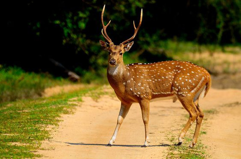 As many as 40 spotted deer have been translocated from Chamarajendra ...