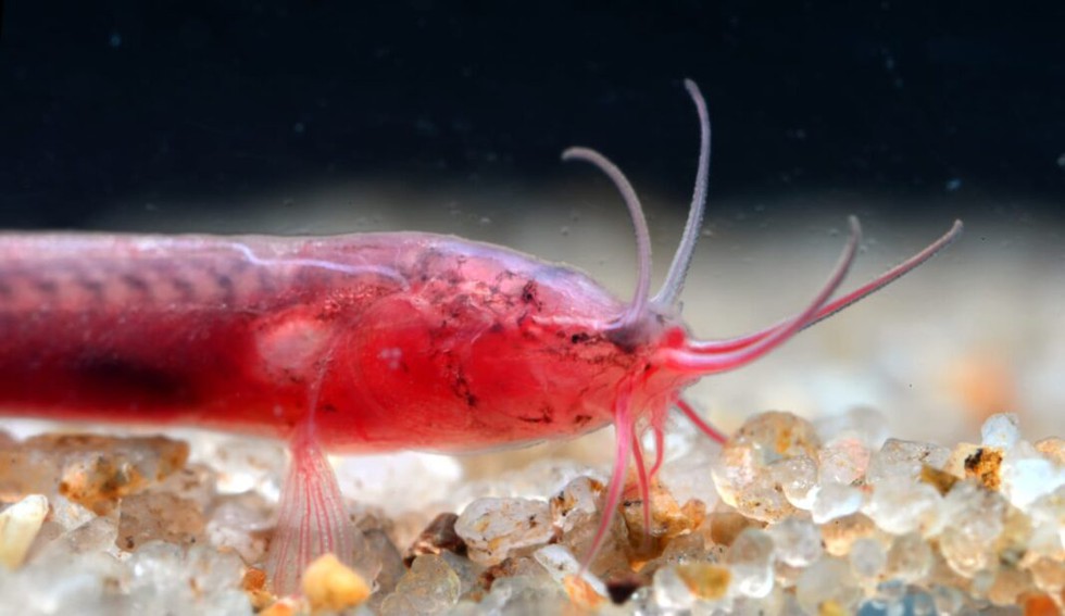 current affairs image