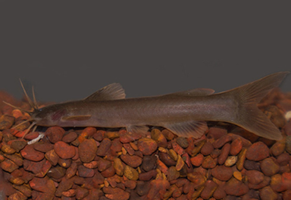 current affairs image