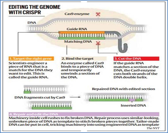 From promise to reality: 10 years after breakthrough, a CRISPR...