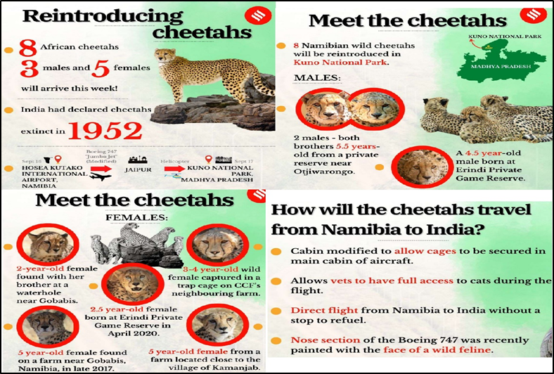 How cheetahs went extinct in India, and how they are being bro...