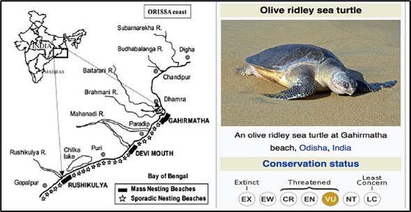 Olive Ridley Turtle